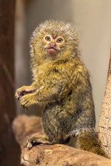 Zwillingsnachwuchs für Zwergseidenaffen im Tiergarten Schönbrunn