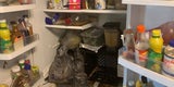 Drei Kinder aus Horror-Haus mit 245 Tieren befreit