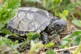 Schildkröten