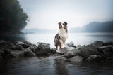 Richtig laufen mit Hund