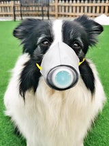 Hundebesitzer kaufen Schutzmasken für Haustiere