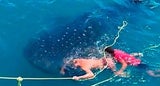 Touristen surfen auf dem größten Hai der Welt