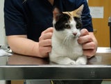 Junge Katze aus Autobahntunnel gerettet