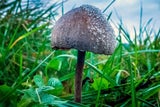 Narrische Schwammerl sollen Depressionen heilen