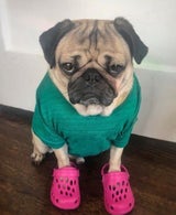 Doug The Pug