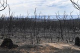 Australien-Feuer vereinigen sich zu "Mega-Brand"