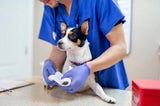 Richtig laufen mit Hund