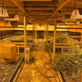 Rekordfund: Über eine Tonne Cannabis entdeckt