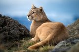Puma. Auch das vom Aussterben bedrohte Raubtier ist im Park heimisch.&nbsp;&nbsp;