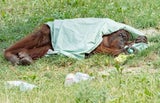 Affenhitze-Tipps: Orang-Utans zeigen, wie's geht