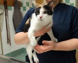 Junge Katze aus Autobahntunnel gerettet