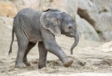 Süßer Elefantennachwuchs im Tiergarten Schönbrunn
