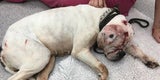 Bulldogge 'Smiler' geht es wieder besser