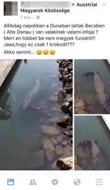 Krokodil-Alarm in der Alten Donau?