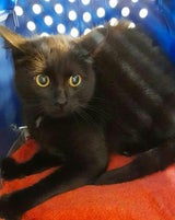 Katze in OÖ mit Luftdruckgewehr angeschossen - BILD