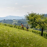 Wanderung durch die Weinberge