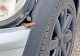 Schlange kroch bei 130 km/h aus Motorhaube