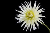 Blumen & ihre Bedeutung