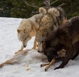 Drei Wölfe gegen einen Grizzly