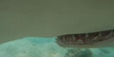 Irres Video: Hier kämpft ein Taucher mit einem Hai | Schock in Australien