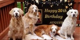 Augie ältester Golden Retriever der Welt