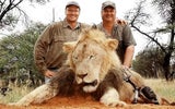 Löwen-Killer tötet seltenes Wildschaf