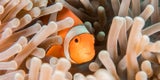 Bei einer Schnorchelsafari entdeckt man die bunte Unterwasserwelt.  