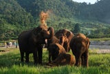 Beliebte Dickhäuter in Thailands Nationalparks