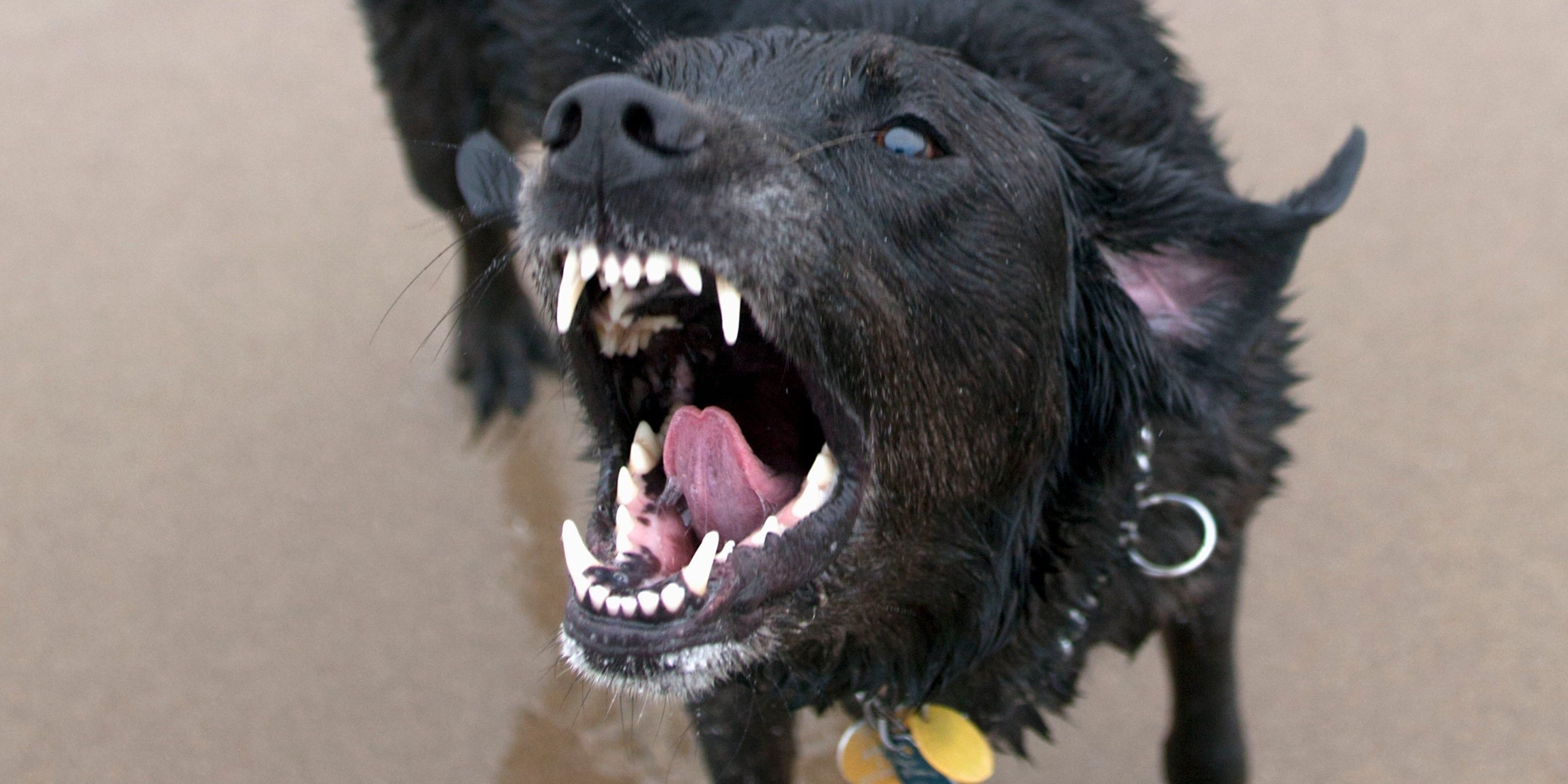 Die Hunde attackierten das Opfer im Stall.