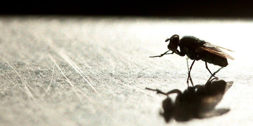 fliege
