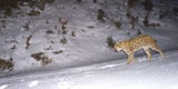Unsere Tiere - Tierschutz-CH - Luchs, Rax, Hochschwabgebiet 1 - 960x480