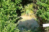 Mörbisch-Mord: Spuren-Suche im Garten