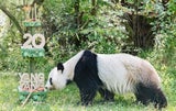 Schönbrunner Panda-Weibchen Yang Yang feiert 20. Geburtstag