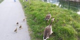 Ärger über Gänseplage in der Stadt Salzburg