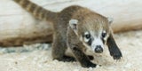 Süßer Nachwuchs: Nasenbär-Zwillinge geboren