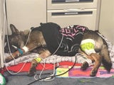 Polizeihund ´Arlo´ erholt sich tapfer von Schussverletzung