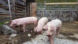 Grausame Tierquälerei: Erneut Schweinen Löcher in Rüssel gebohrt