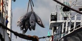 Unsere Tiere - Tierschutz-CH - Thunfischfang - Sendung 27092020 - 960x480