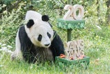 Schönbrunner Panda-Weibchen Yang Yang feiert 20. Geburtstag