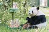 Schönbrunner Panda-Weibchen Yang Yang feiert 20. Geburtstag