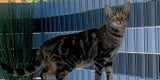 Oberösterreicherin in Angst: ''Tierhasser schoss auf meine Katzen'' | Fred und Molly