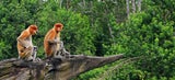 Tierische Reise durch Malaysia