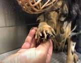 Frau ließ 14 Hunde auf engstem Raum in OÖ vegetieren - zwei starben