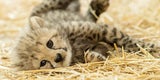 Vierfacher Geparden-Nachwuchs in Schönbrunn