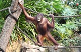 Zoo Schönbrunn: Neues Orang-Utan-Weibchen ist eingezogen