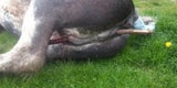 Brutaler Tierquäler pfählt Pferd