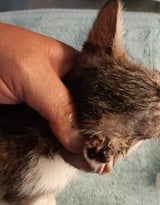 Fünf Katzenbabys am Waldrand ausgesetzt