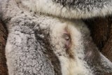 Sensationeller Schnappschuss vom Koala-Baby im Zoo Schönbrunn