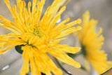 Blumen & ihre Bedeutung