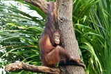 Zoo Schönbrunn: Neues Orang-Utan-Weibchen ist eingezogen